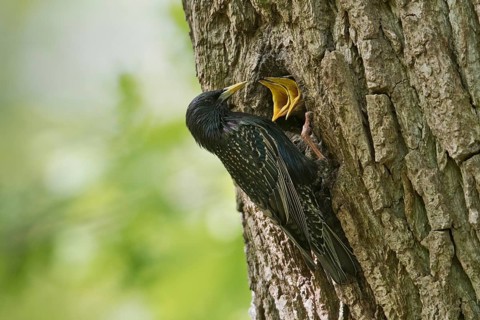Starling (Sturnus vulgaris)