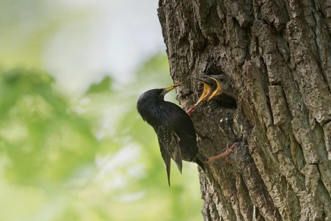 Starling (Sturnus vulgaris)