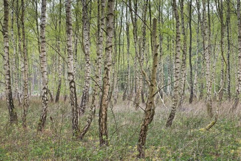 Birch grove (Betula pendula)