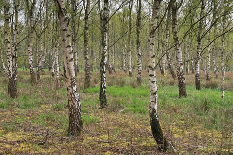 Birch grove (Betula pendula)