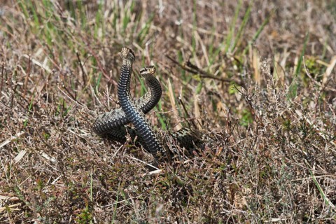 Common European vipers (Vipera berus)