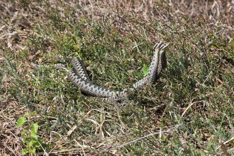 Common European vipers (Vipera berus)