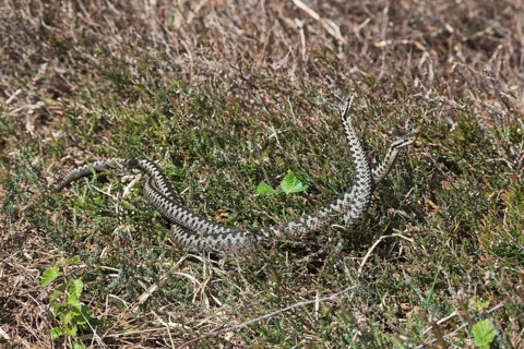 Common European vipers (Vipera berus)