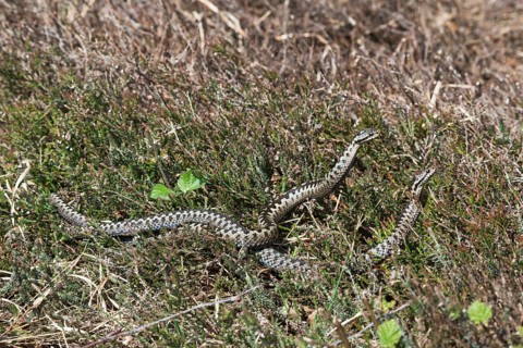 Common European vipers (Vipera berus)