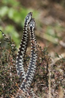 Common European vipers (Vipera berus)