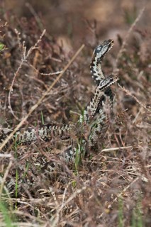 Common European vipers (Vipera berus)