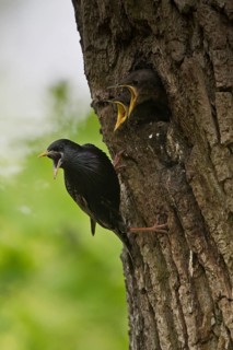 Starling (Sturnus vulgaris)