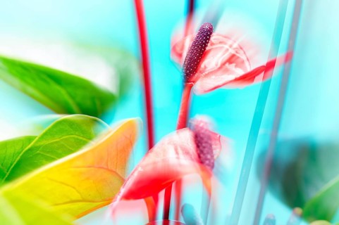 Flamingo flower (Anthurium paradiso)
