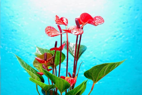 Flamingo flower (Anthurium paradiso)