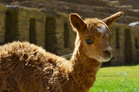 Young alpaca (Vicugna pacos) in front of the Inca ruins