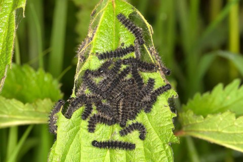 European peacock (Inachis io)