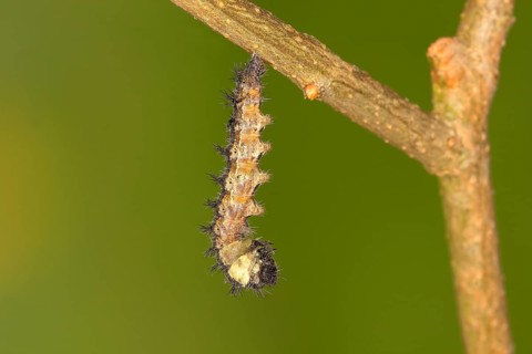 Caterpillar