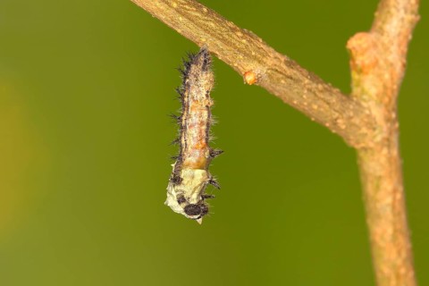 Caterpillar