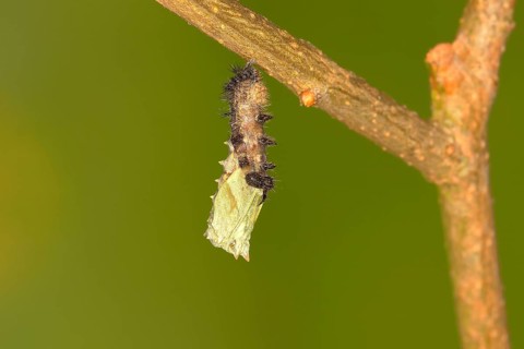 Caterpillar