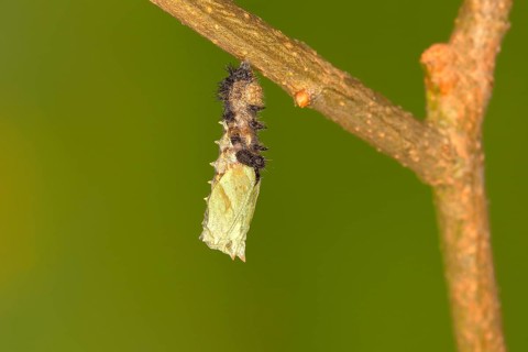Caterpillar