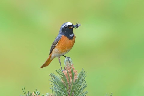 Common redstart (Phoenicurus phoenicurus)