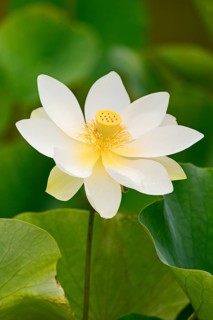 Lotus (Nelumbo) lotus flower