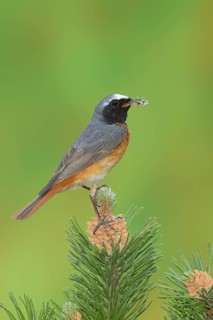 Common redstart (Phoenicurus phoenicurus)