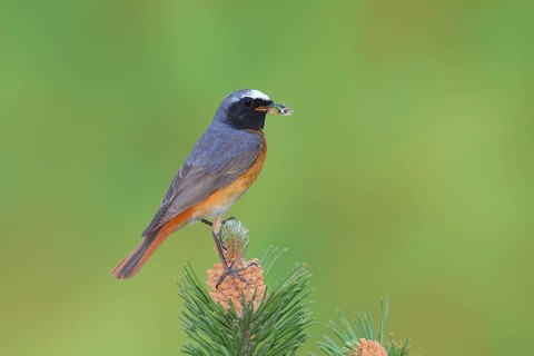 Common redstart (Phoenicurus phoenicurus)