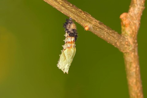 Caterpillar