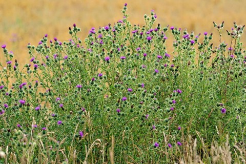 Spear Thistle (Cirsium vulgare)
