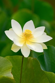 Lotus (Nelumbo) lotus flower