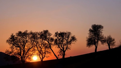 Trees in the sunset