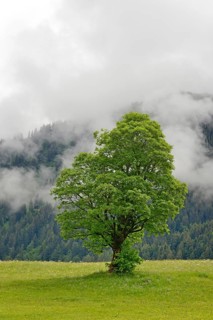 Sycamore maple (Acer pseudoplatanus)