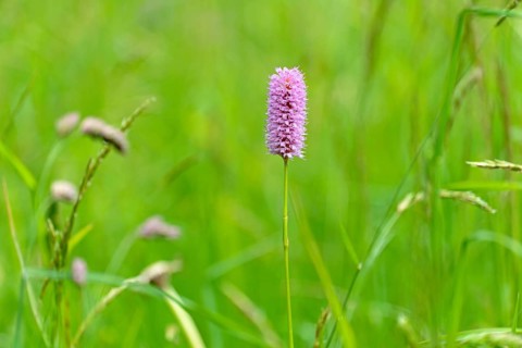 Meadow bistort (Bistorta officinalis)