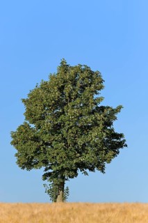 Deciduous tree