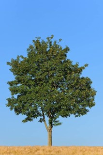 Deciduous tree