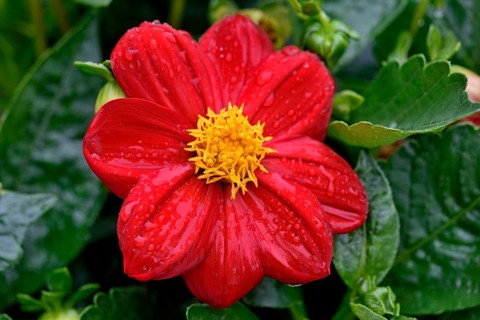 Garden dahlia (Dahlia)