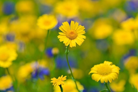 Flowering strips