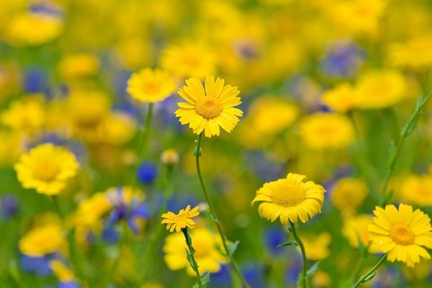 Flowering strips