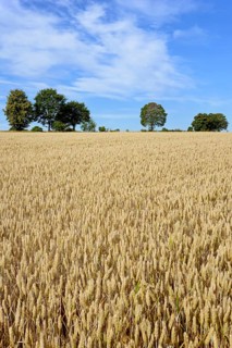 Grain field