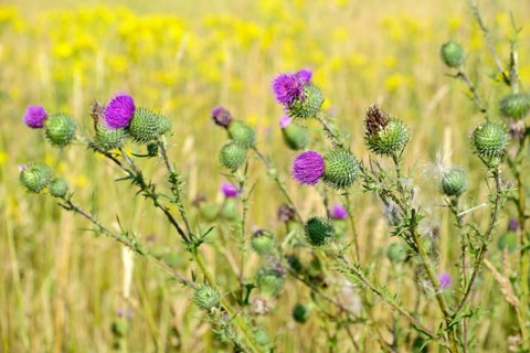 Spear Thistle (Cirsium vulgare)