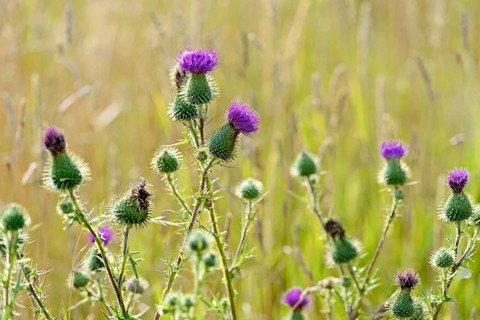 Spear Thistle (Cirsium vulgare)