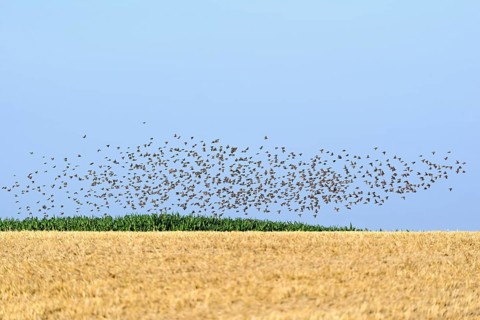 Starlings (Sturnus vulgaris)