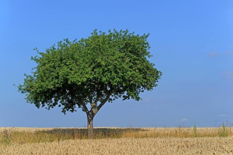 Apple tree (Malus)