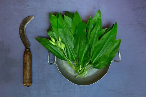 Wild garlic