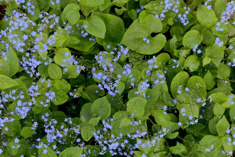 Flowering Caucasian forget-me-not (Brunnera macrophylla)