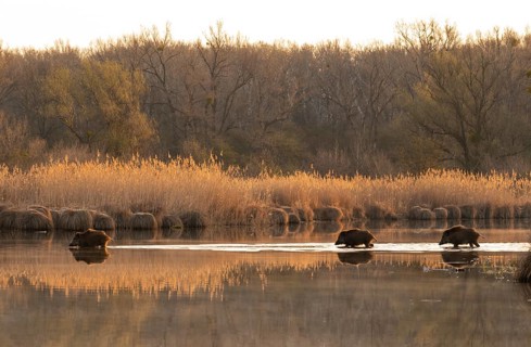 Wild boars (Sus scrofa)