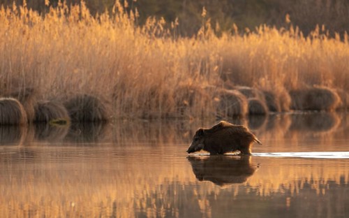 Wild boar (Sus scrofa)