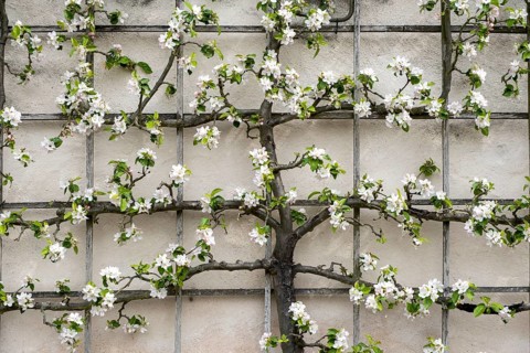 Trellis tree on house wall