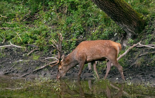 Red deer (Cervus elaphus)