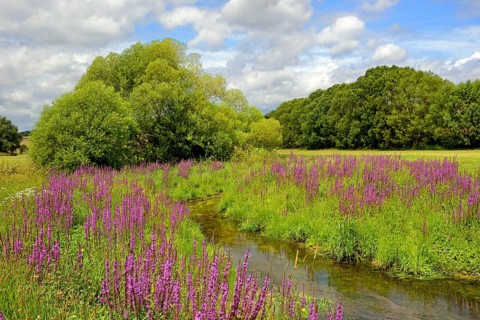 Stream