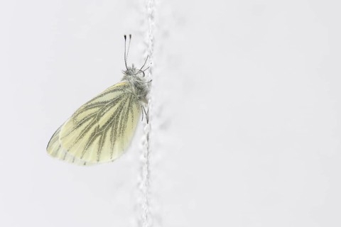 Rape white butterfly