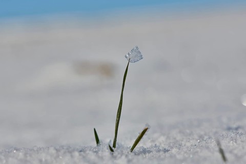 Ice crystals on old plants