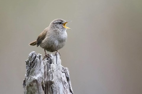 Eurasian wren (Troglodytes troglodytes) standing on dead wood