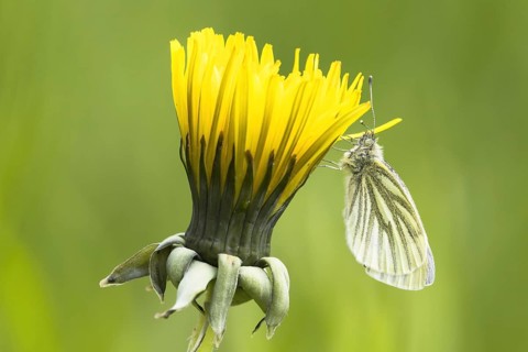 Green-veined white (Pieris napi)